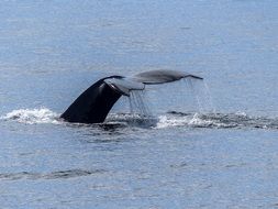 tail of humpback whale