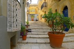 Plants on the stairs on the alley in Malta