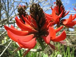 Red woody plant flowers blossom