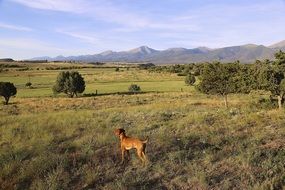 landscape of dog in countryside in Colorado