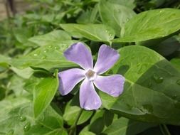 Blue flower among green leaves