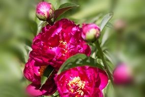 dark pink peony flower close-up on blurred background