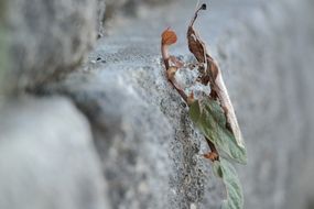 ghost mantis on a wall