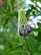 blooming lilac snap dragon