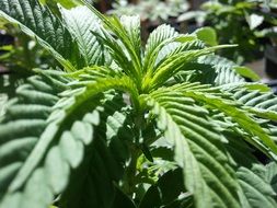 Beautiful Green Cannabis