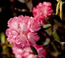 Pink flowers on a branch in a city garden