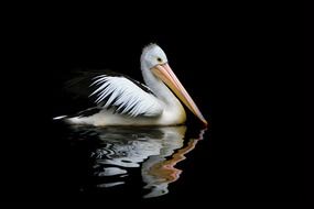 australia pelican sea birds Is reflected in water