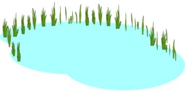 reeds at pond drawing