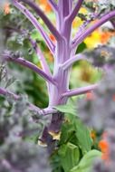 closeup picture of Cabbage with a purple stem
