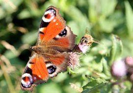 macro picture of peacock butterfly and a bee