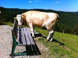 a cow near the bench