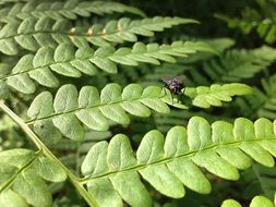 black fly on fern leaf