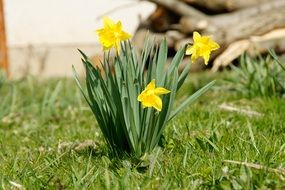 Yellow daffodils in spring