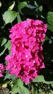 Pink hydrangea flowers in spring