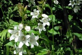 flowers white bells in the woods