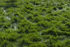 green grass on prairie close up