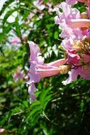 pink trumpet vine flower on sunny view