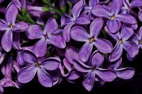 purple lilac close