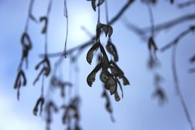 maple seeds at blue sky background