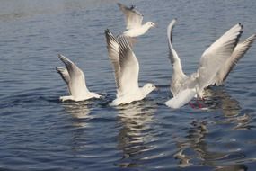 white gulls hunt over water