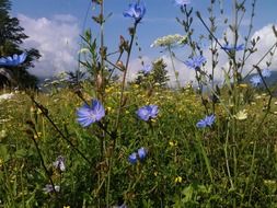 blue flowers in an alpine meadow