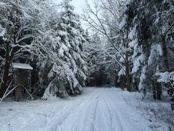 impressive winter way forest