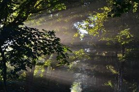 morning sunshine in the forest