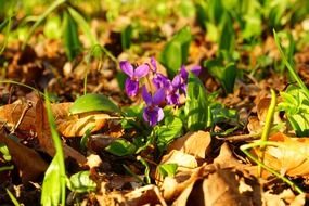 wald violet flower blossom in the forest