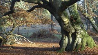 trees with a huge root system