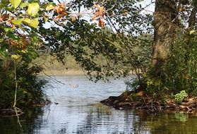 trees at pond