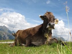 cow in a pasture in austria