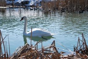 white swan on lake