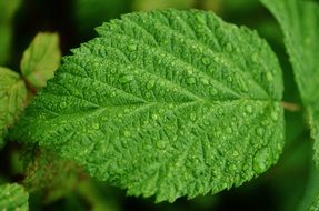 green leaf and dew