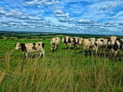Cows in a meadow in France