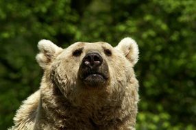 face of a bear close up