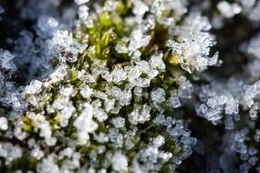 ice moss in New Zealand