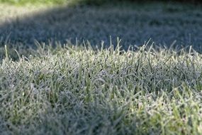 frozen grass on the field in winter