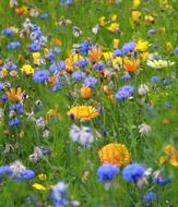 a lot of colorful flowers on a summer meadow