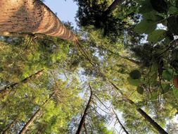 green tall tree in the forest