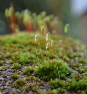 Lichen in a green forest