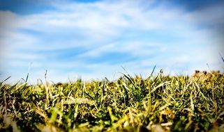 green grass on a sunny day close up