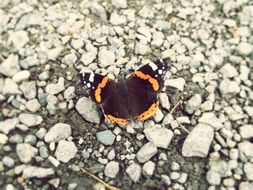 dark and orange butterfly on ground