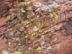 Moss on the rock in desert
