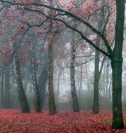 red autumn leaves on the ground in the forest