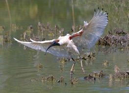 australian white ibis bird