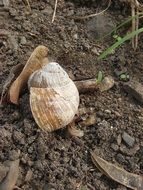abandoned snail shell