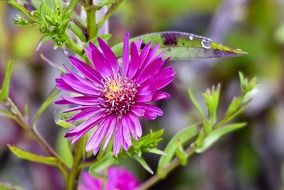 purple aster with green leaves