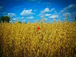 landscape of the poppy flower on a cornfield