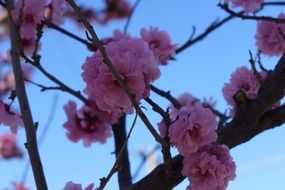 fluffy cherry buds