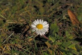 daisy flower in a forest